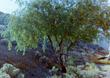 An old photo of  Prosopis pubescens, Screwbean Mesquite.