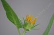 The flower of Wyethia invenusta,: Colville's Mule Ears flower.