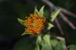 Another photo of Wyethia invenusta, Colville's Mule Ears flower.
