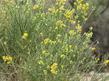 Lepidospartum squamatum
Scale Broom.