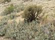 Opuntia treleasei, Bakersfield Cactus.