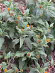  Wyethia invenusta, Colville's Mule Ears on a slope in the southern Sierras. - grid24_24