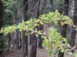 Ribes roezlii, Sierra Gooseberry.