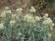 Asclepias eriocarpa, Monarch Milkweed and Indian Milkweed.