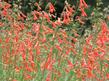 Penstemon rostriflorus, Mountain Fountains, Bridges Penstemon and Beak-flowered Penstemon..