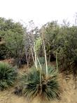 Yucca whipplei caespitosa, Chaparral Yucca in the Southern Sierras. - grid24_24