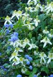 The image for the  Clematis ligusticifolia, Western White Clematis.with Ceanothus