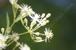Clematis ligusticifolia, Western White Clematis