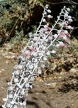 Dudleya pulverulenta, Chalk Liveforever or Chalk Dudleya.