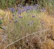 Eriastrum densifolium elongatum - grid24_24