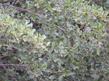 White Alder in the Lower Sierras.