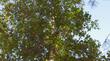 Looking up in  Alnus rhombifolia, White Alder.