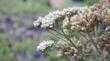 Achillea millefolium arenicola