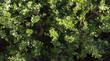 Baccharis pilularis consanguine, Pozo Surf, Lowly Coyote brush.