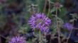 Monardella villosa subserrata, Coyote Mint.