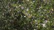 Cercocarpus betuloides, Mountain Mahogany.