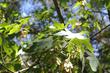 Acer macrophyllum, Big Leaf Maple.