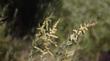 Atriplex canescens, Four-wing Salt Bush.