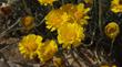 Baileya multiradiata, Desert Marigold.