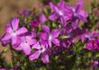 Leptodactylon californicum, Prickly Phlox.