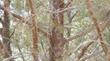 Cupressus forbesii, Tecate Cypress