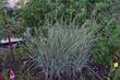 Carex spissa, San Diego sedge.in a watered garden