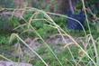 San Diego Sedge, Carex spissa seeds