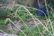 San Diego Sedge, Carex spissa seeds - grid24_24