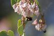 Arctostaphylos viscida, Whiteleaf manzanita.