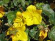  Fremontodendron Pacific Sunset, Flannel Bush.