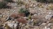 Simmondsia chinensis, Jojoba. in Yucca Valley area.