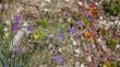 video of  Sisyrinchium bellum, Blue-Eyed Grass.