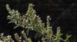  Salvia apiana compacta, Compact White Sage.with bees.