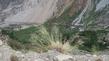 Rice grass, Stipa hymenoides at about 8000 ft. in the Eastern Sierras.