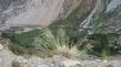 Rice grass, Stipa hymenoides at about 8000 ft. in the Eastern Sierras. - grid24_24