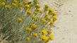  Chrysothamnus nauseosus consimilis, Nevada Rabbit Brush along a road in the Eastern Sierras. - grid24_24