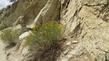  Chrysothamnus nauseosus consimilis, Nevada Rabbit Brush growing in a road cut in the Eastern Sierras. - grid24_24
