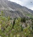  Chamaebatiaria millefolium, Fern Bush and Desert Sweet in flower. Notice the bee in the upper corner. - grid24_24