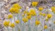 Nevada Rabbit Brush.in the Eastern Sierras. It looks like this in the Transverse ranges also. - grid24_24