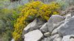  Chrysothamnus nauseosus consimilis, Nevada Rabbit Brush living in the rocks.I'd love to live here, until I wanted a salad or ice cream... - grid24_24