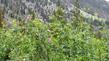 Rosa woodsii ultramontana, Wood Rose up in the Eastern Sierras. It had just finished flowering.