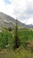 Quaking Aspen in the Eastern Sierras. - grid24_24