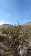 Mojave Ceanothus, Ceanothus vestitus out in the Mojave Desert in a dry year, in summer. - grid24_24