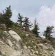 Pinus flexilus, Eriogonium umbellatum nevadensis in the Eastern Sierras.