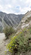 Eriogonum umbellatum nevadensis,  Sulfur Buckwheat in the Eastern Sierras