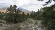 Single Leaf Pinyon up in the Eastern Sierras.