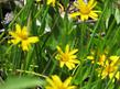 Arnica chamissonis,  Chamisso arnica, up in the Sierras. - grid24_24