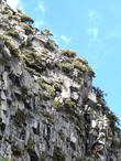 Desert Mountain Mahogany on the rocky outcrops of Eastern Sierras. - grid24_24