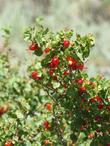  Ribes cereum, Wax Currant or Squaw Currant berries.