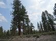 Jeffery Pine, Pinus jeffreyi,growing up by Mono Lake.